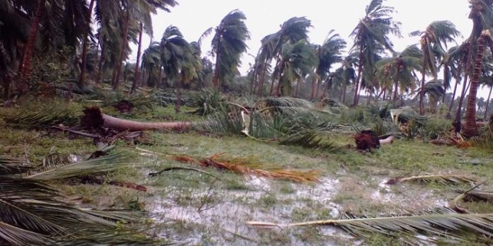 Central government visit Gaja Cyclone hit districts
