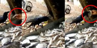Crow Viral Video : The Crow that cries for fish Latest Videos, Viral Videos, Tamil nadu, India, Fish, The view is worth watching