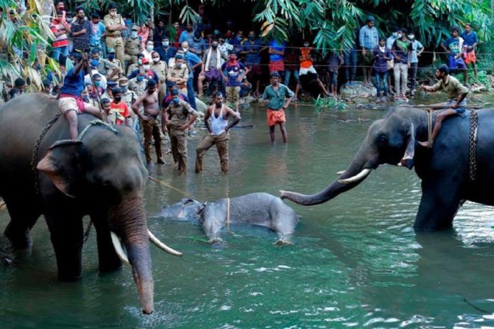 Elephant Murder in Kerala