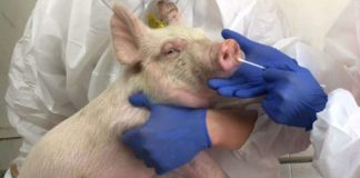 New Swine Flu Virus in China