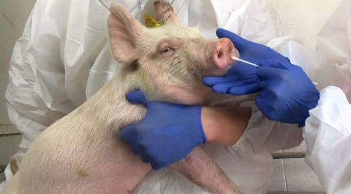 New Swine Flu Virus in China