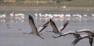Foreign Birds Enters in Vettangudi