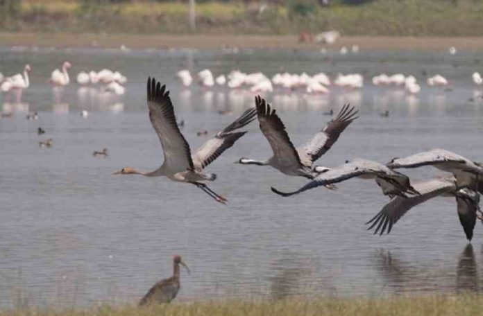 Foreign Birds Enters in Vettangudi